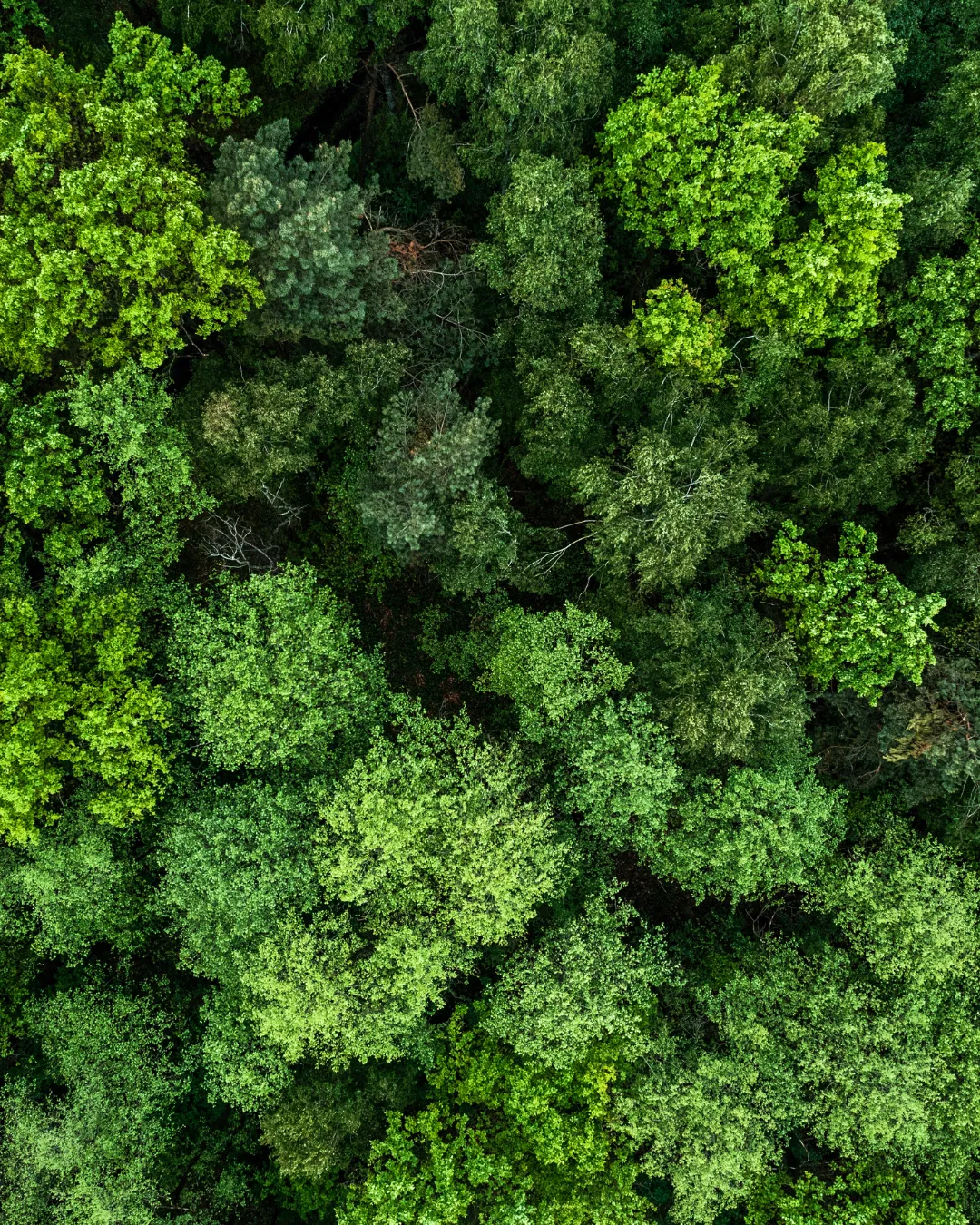 A sapling being planted by hand — the work this funds
